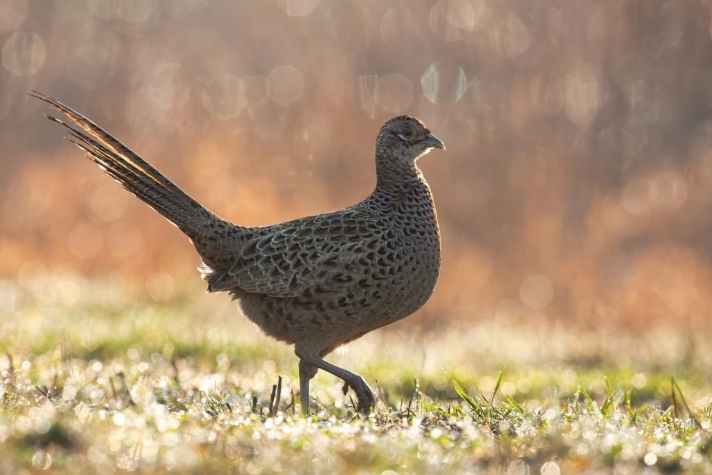 🦜 В Успенском районе Краснодарского края 500 фазанов выпустили в естественную среду об...