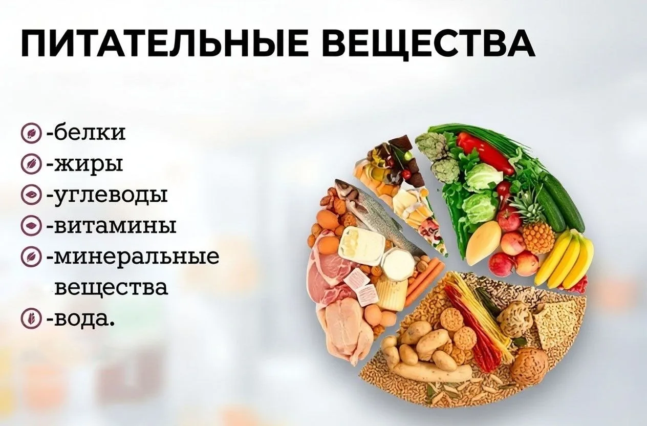 УСЛОВИЯ ДЛЯ УСВОЕНИЯ ПИТАТЕЛЬНЫХ ВЕЩЕСТВ