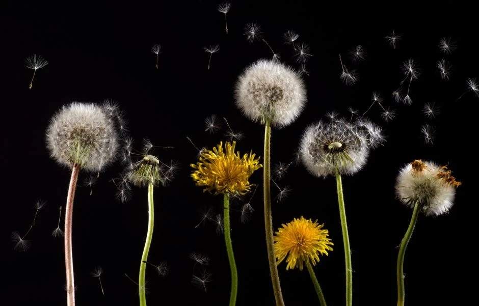 🌷 Остались семена цветов? Часть — под зиму, часть — до весны