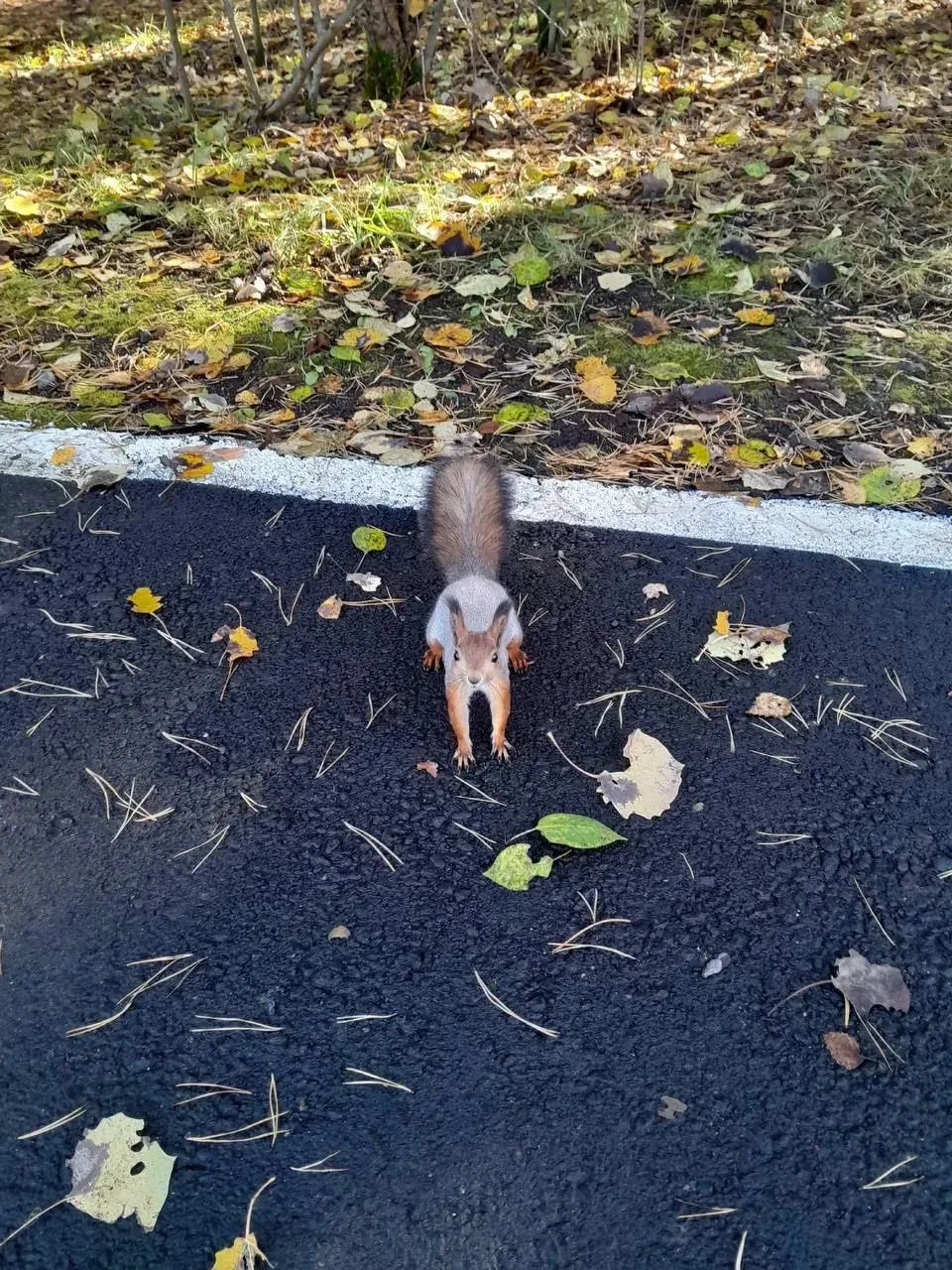 Затюменский экопарк 🐿️