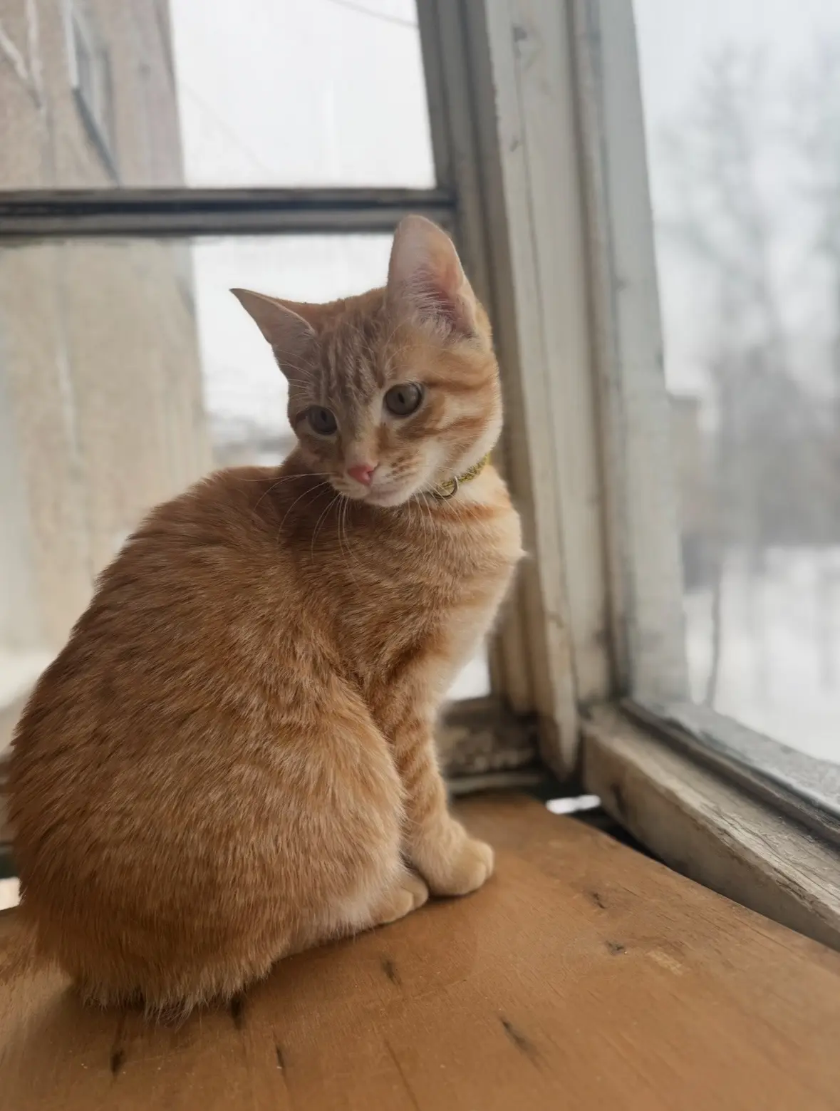 Потерялся кот, помогите найти.