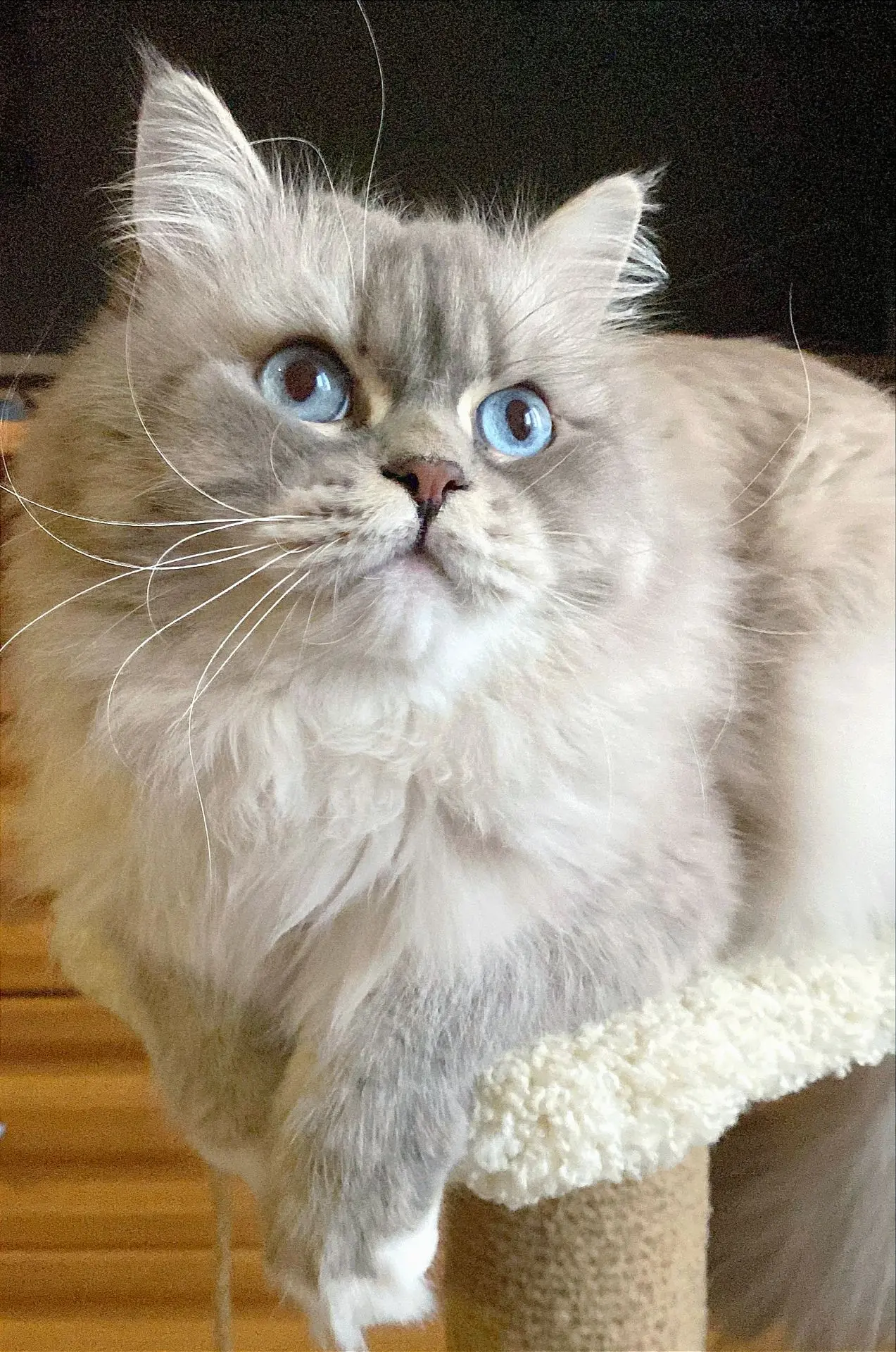 Int. Ch. Amur Pride of Moscow - папа наших котят😻