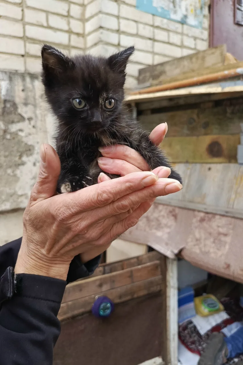 Анонимно. Котята в добрые руки. Два черных мальчики. Дымчатая девочка. Примерно 1.5-2 м...
