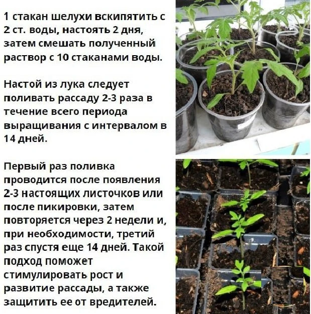 Если раccада плохо растет, есть эффективный способ ее подкормить - луковый настой👌