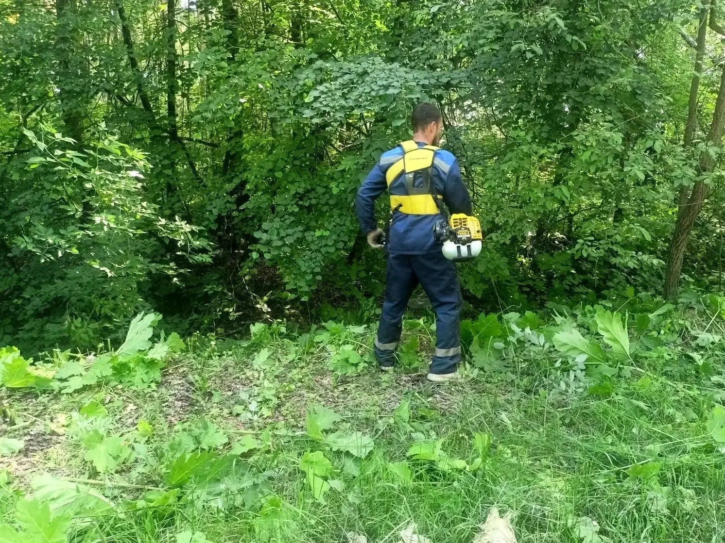 🌿В лесничестве «Русский лес» завершили запланированные на текущий год мероприятия по б...