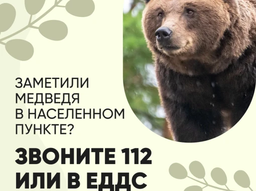 Осторожно, медведи!