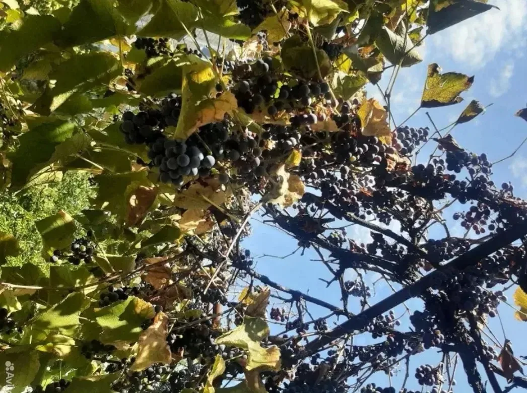 Отдам бесплатно виноград  с трёх кустов. Для сбора необходима лестница.