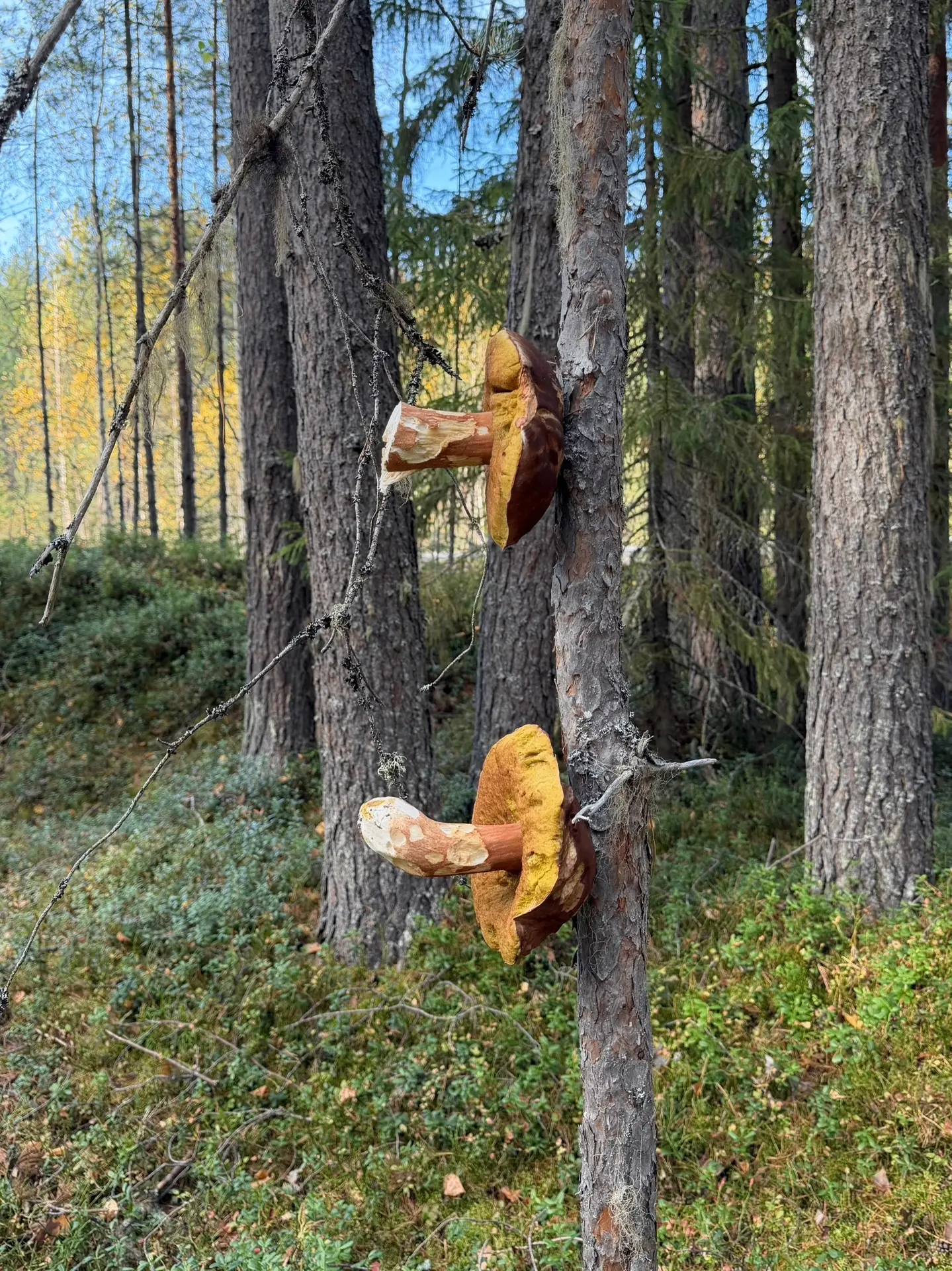Чего только не встретишь в лесах Коми 😄🍄‍🟫