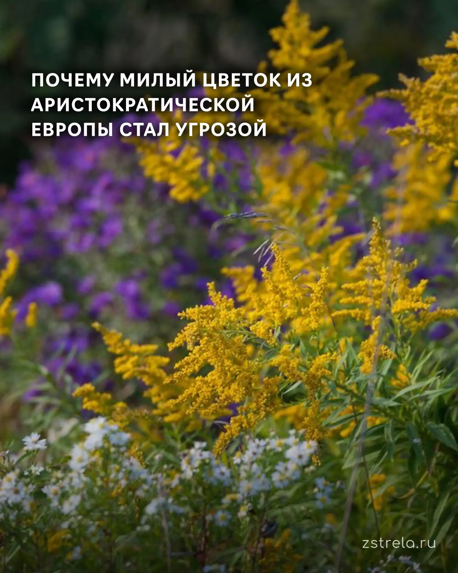 🌾 Экологическая угроза или просто сорняк? Как бороться с золотарником.