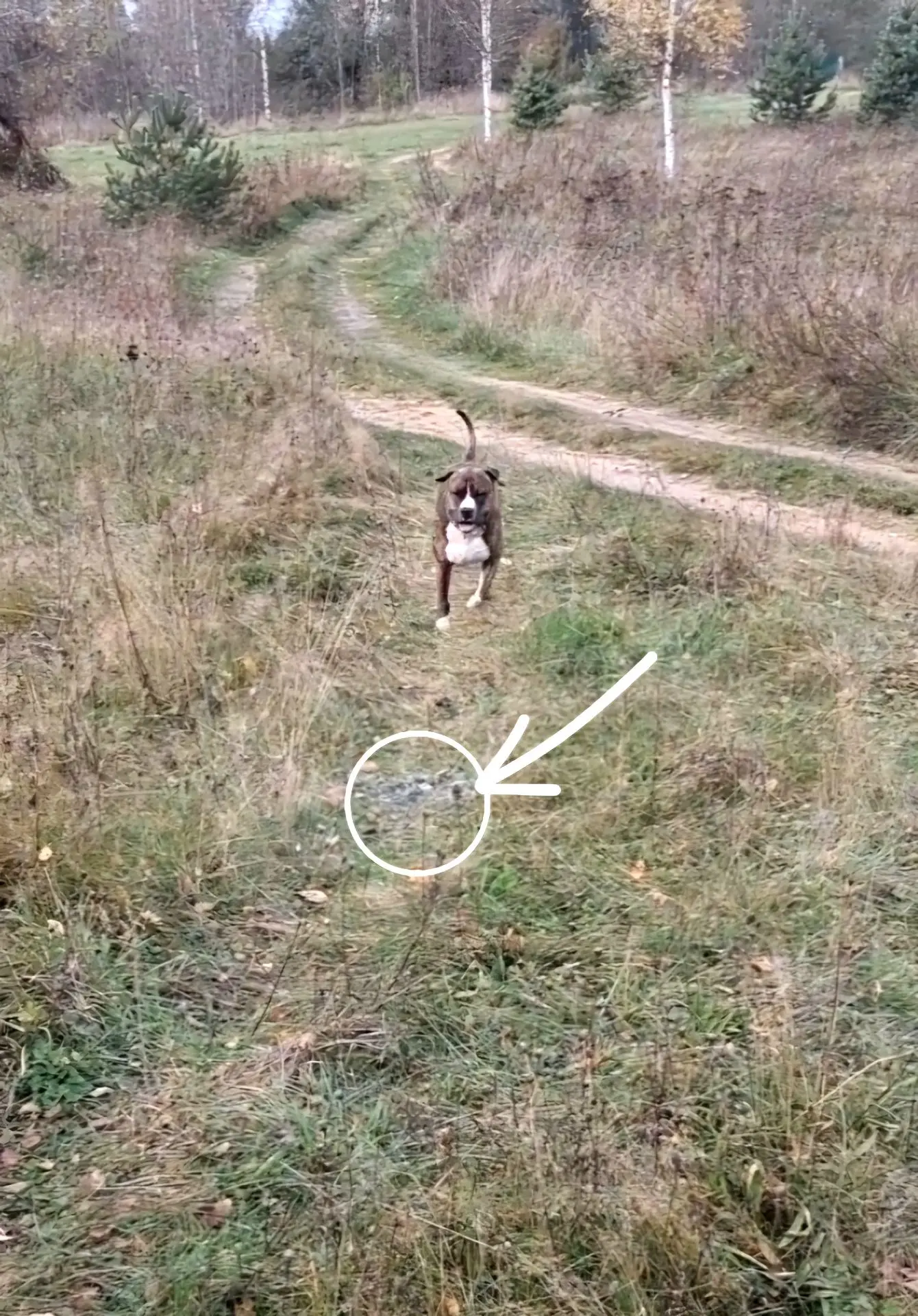 👀Ну и как я могла пройти мимо места, со следами чьей-то удачной охоты на птицу🦅?