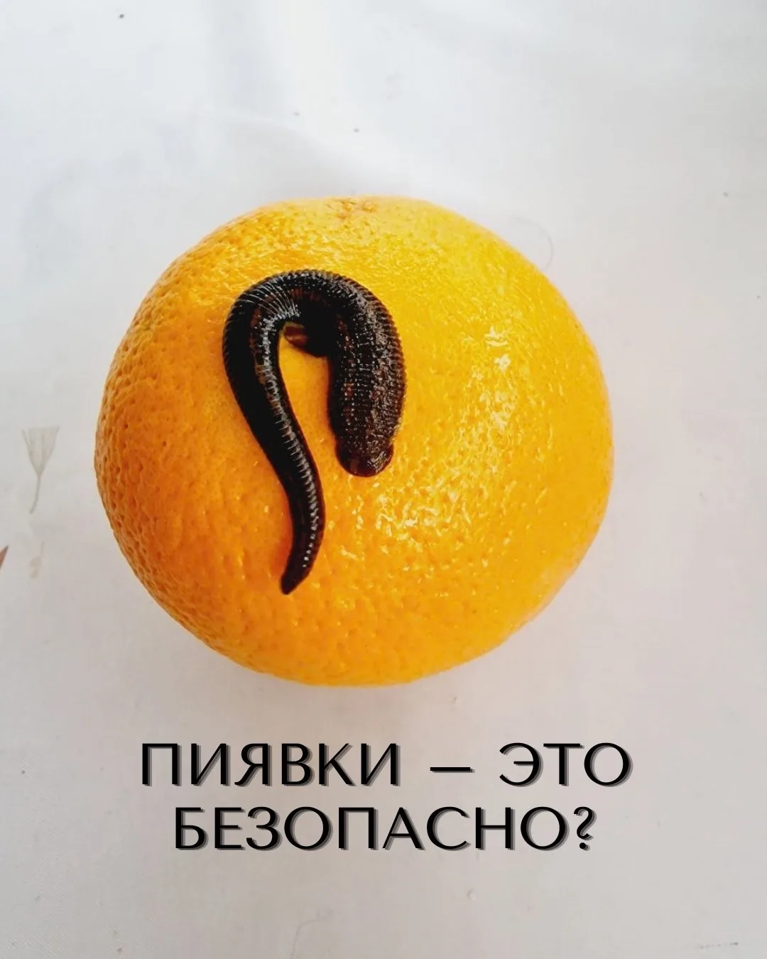 🩹Пиявки — это безопасно? Да, но есть нюансы, о которых лучше знать до процедуры