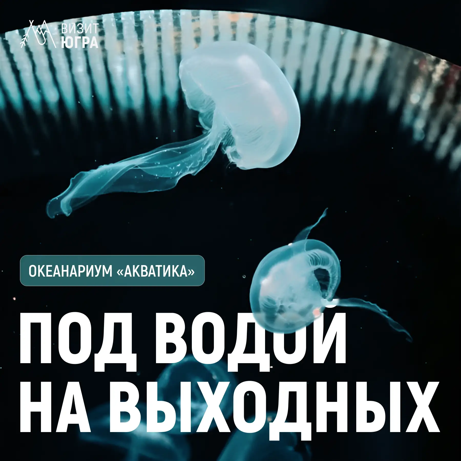 Тоннель длиной 61 метр, где акулы плавают над головой, — это Когалым 🦈