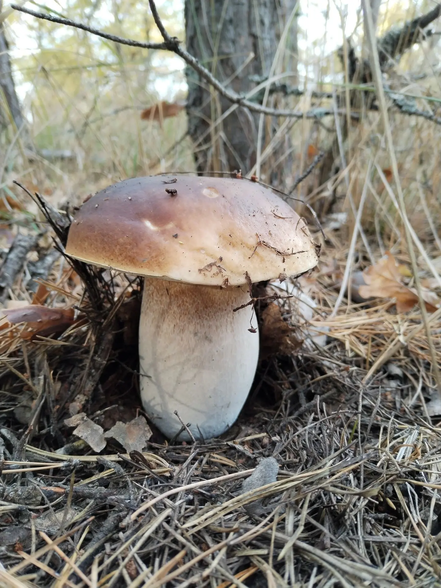 Лысогорский район