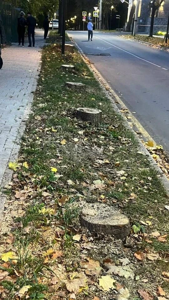 В центре Звенигорода становится всё меньше деревьев и всё больше пеньков.