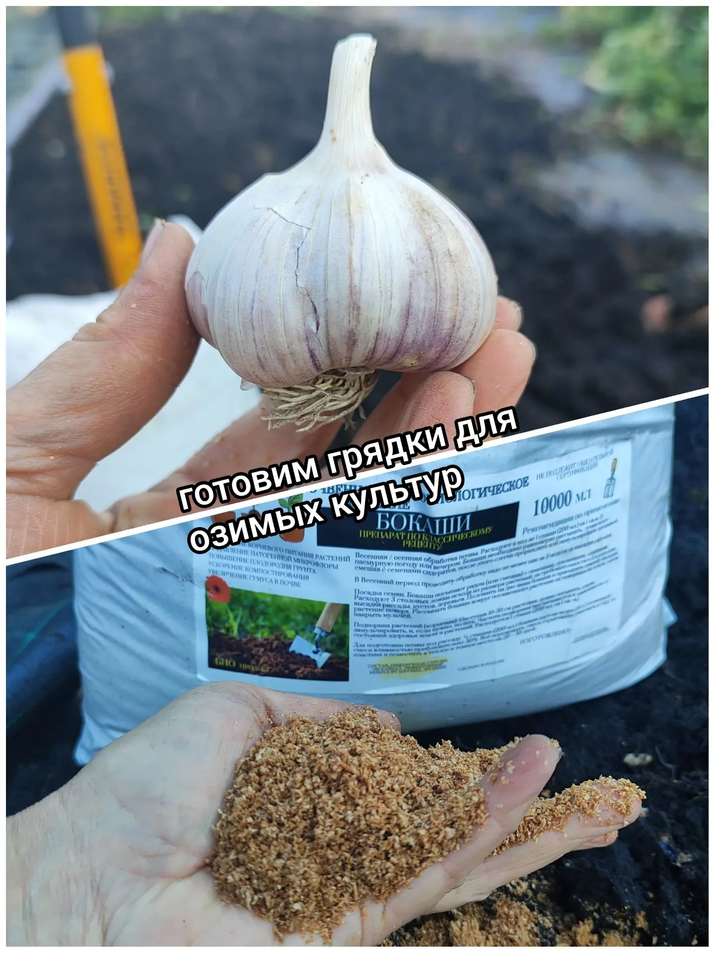 Готовим грядки для озимых культур. В нашем огороде уже много лет осенью сажаем чеснок, ...