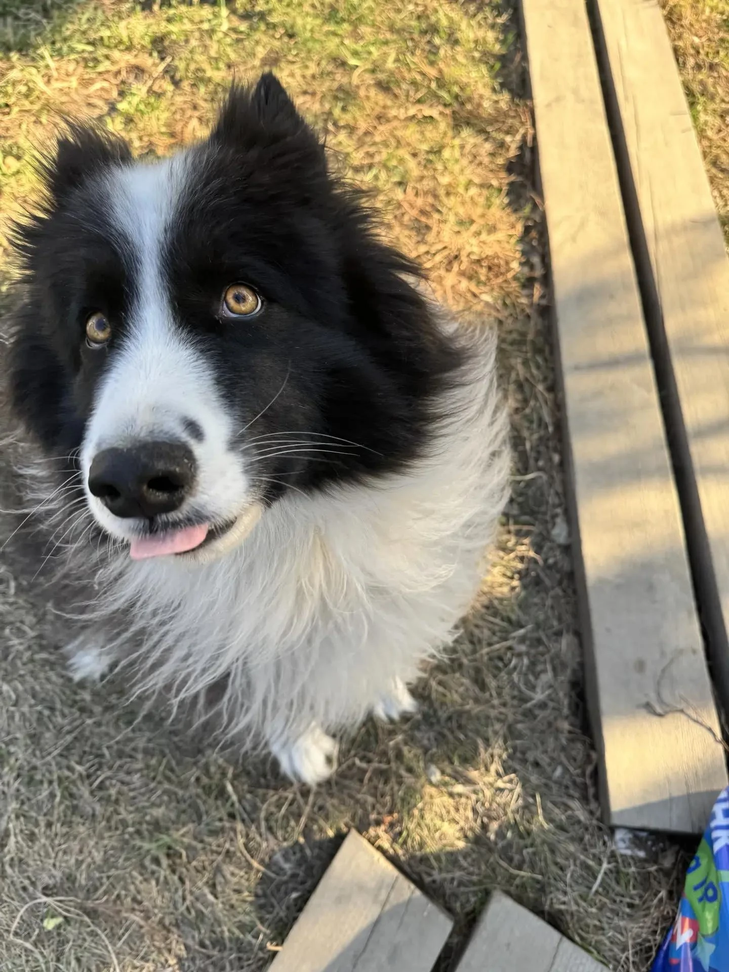 🐕 О бродячих собаках можно сообщить через чат-бот ЕДДС