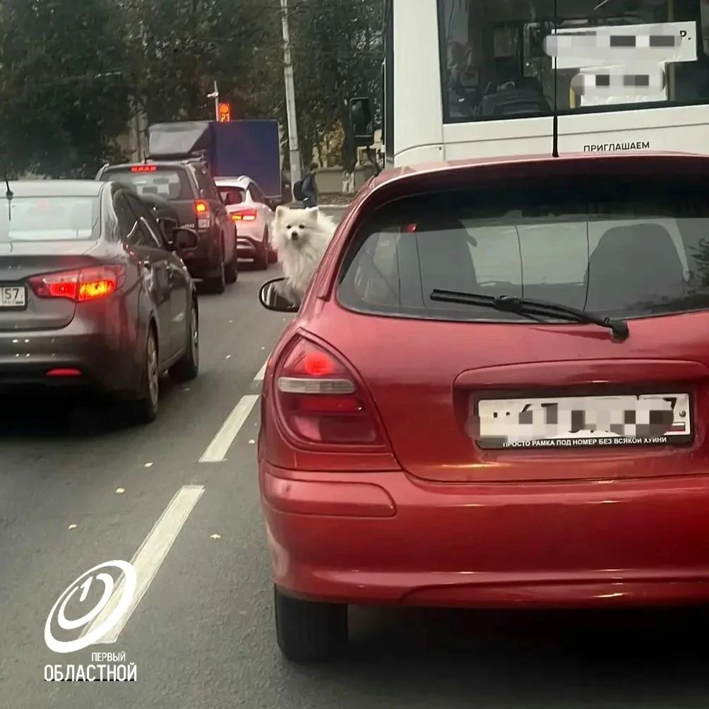 "Осторожно, у меня лапки!"