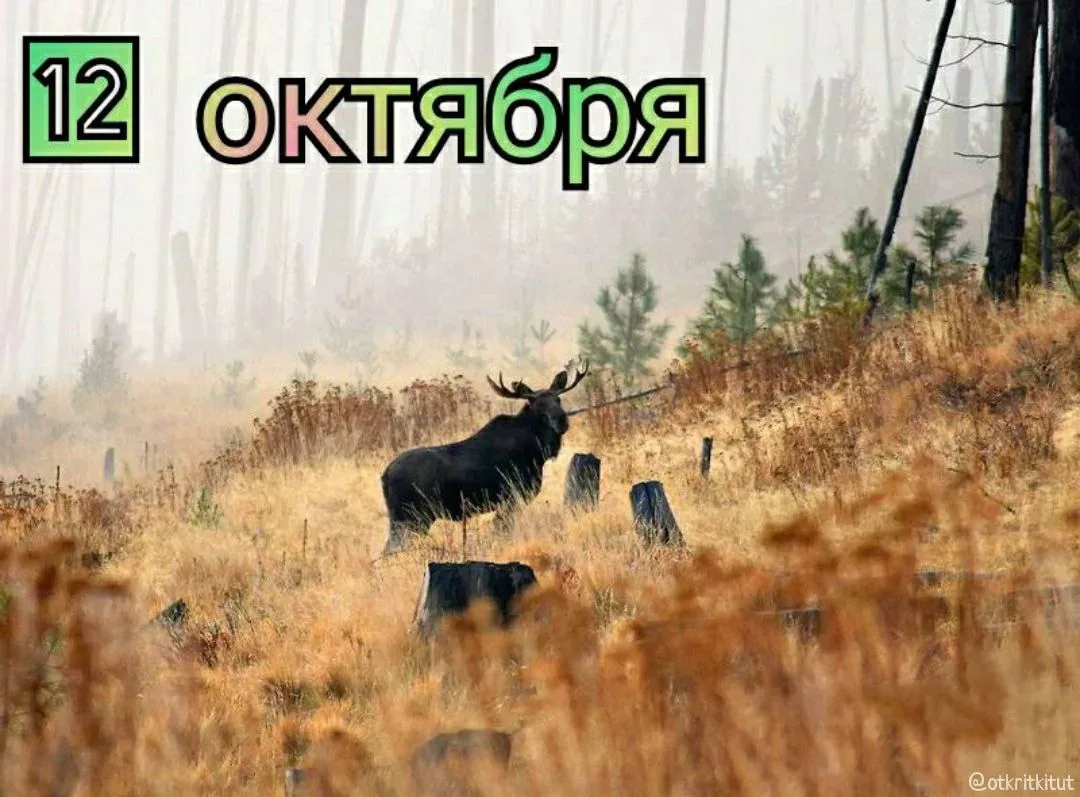 Праздники 12 октября 🗓️