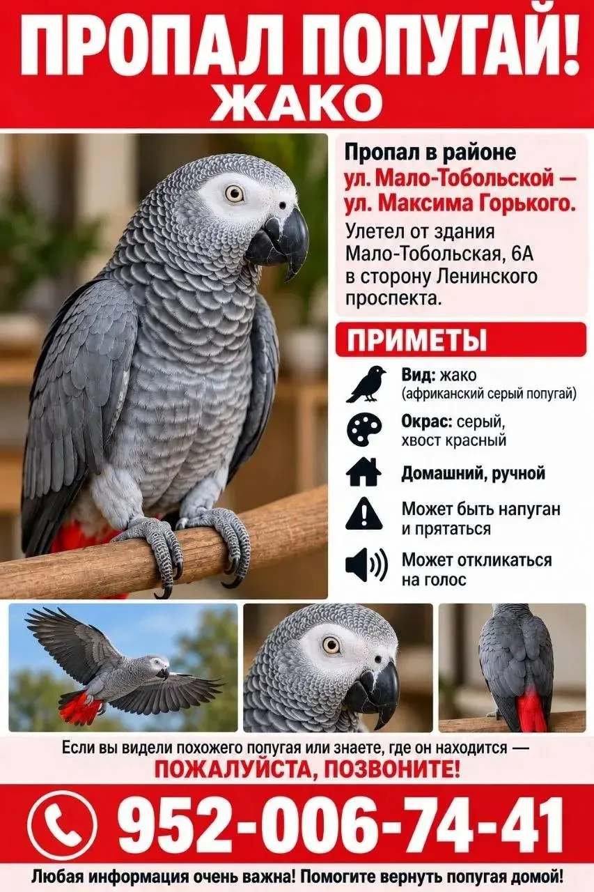 🦜 Попугай Жако улетел в районе  улиц Мало-Тобольская, Льва Толстого...