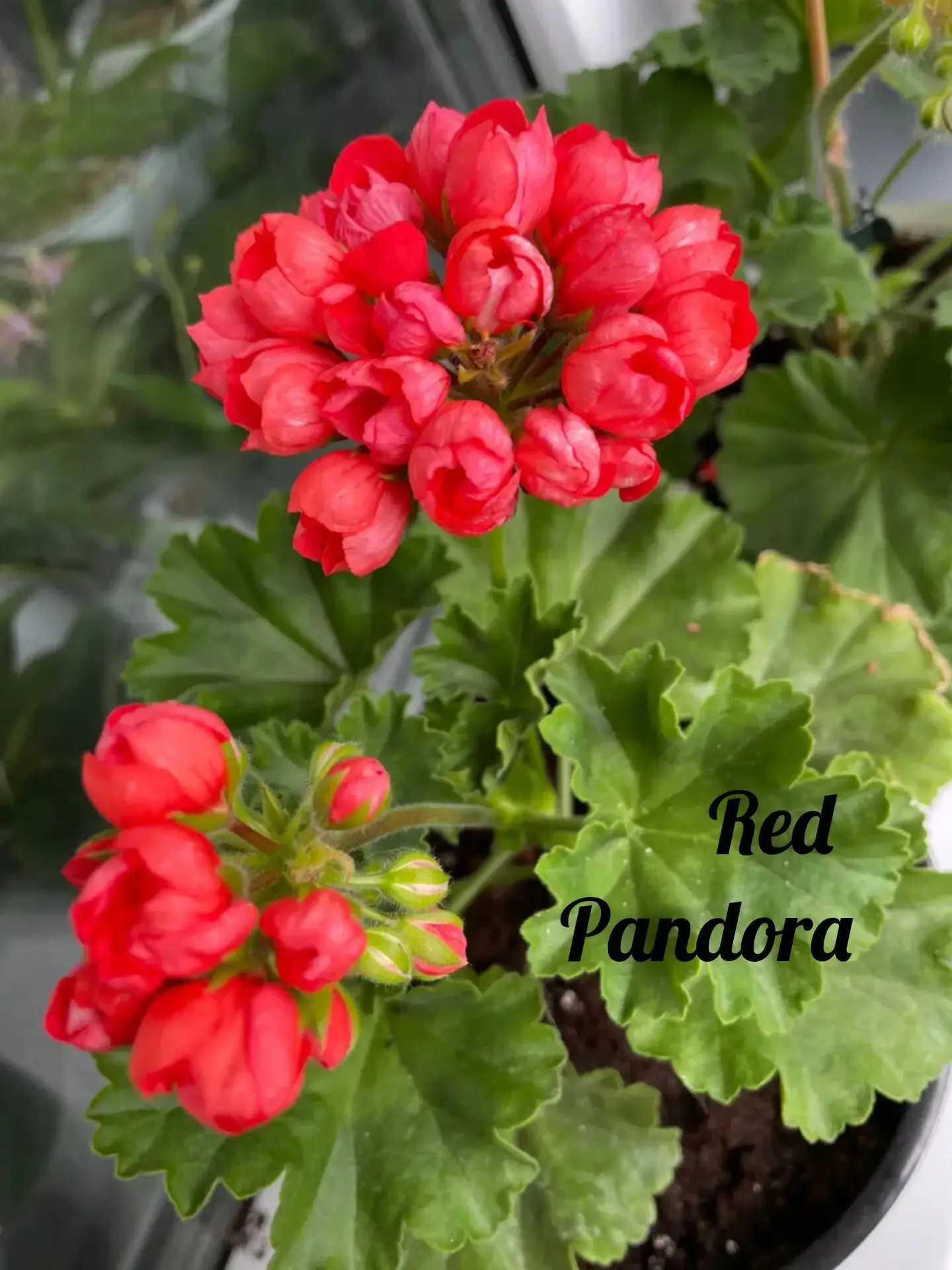 Укорененный черенок Пеларгонии Red Pandora (тюльпановидная зональная компактная)