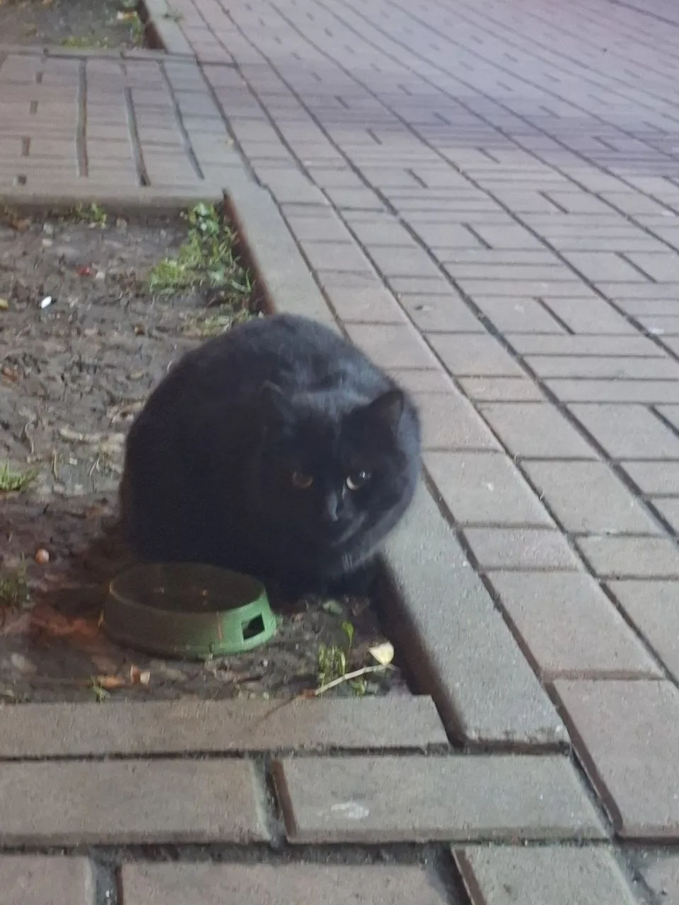 Замечен черный кот / кошка (Екатеринбург, Эльмаш)