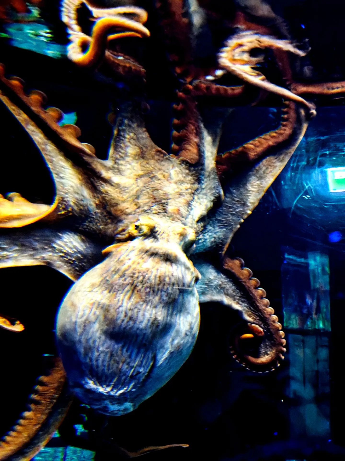 🐙Глубоководное величество Один  из самых умных жителей океана.