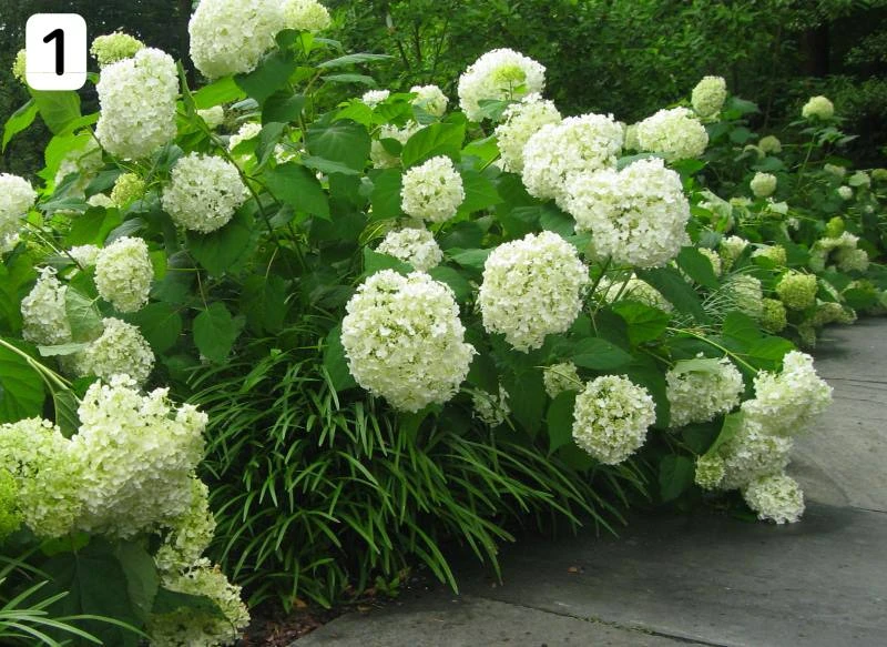 Топ-5 цветов для тени 💐