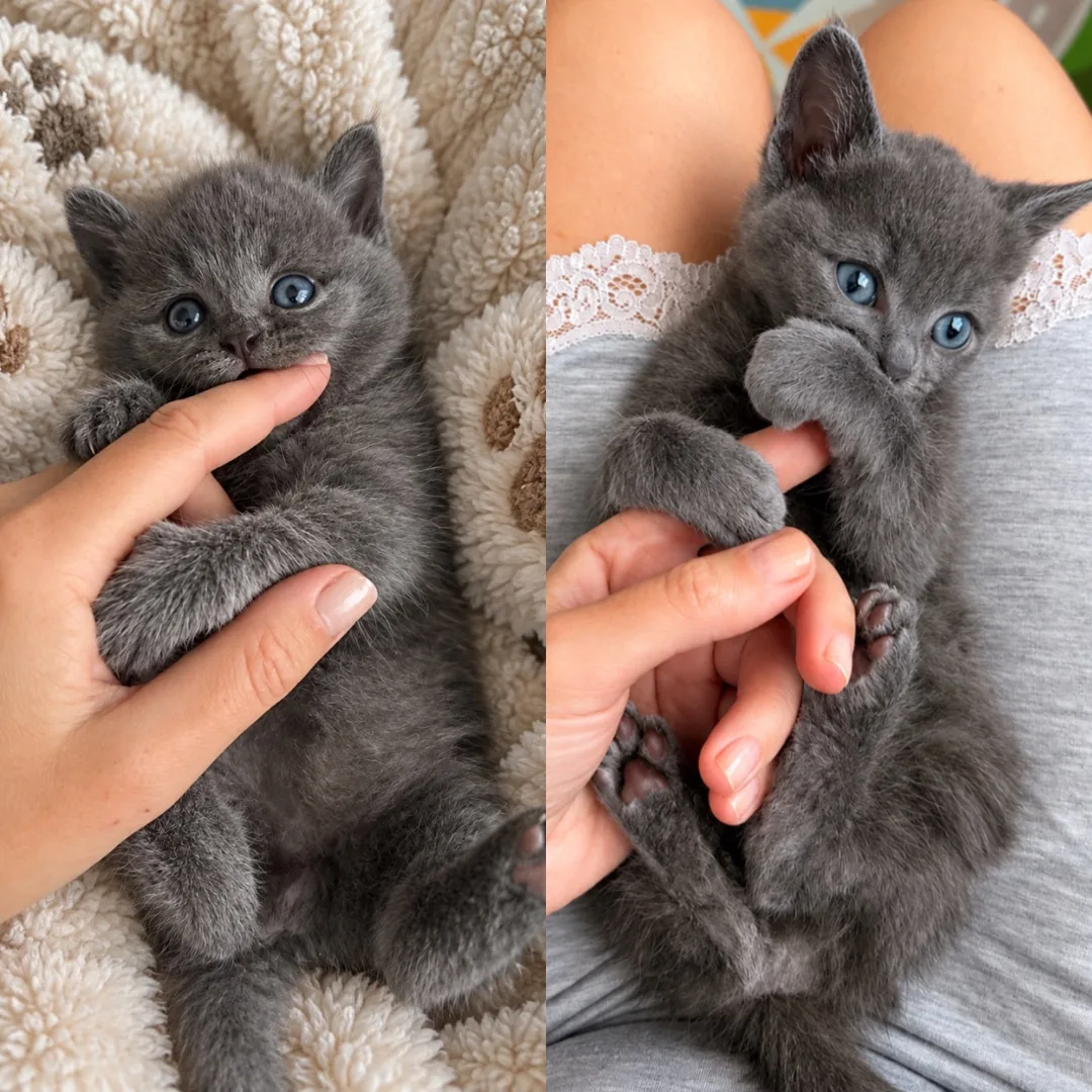 Сегодня ровно месяц, как Моти живёт у нас! ❤️🐈‍⬛
