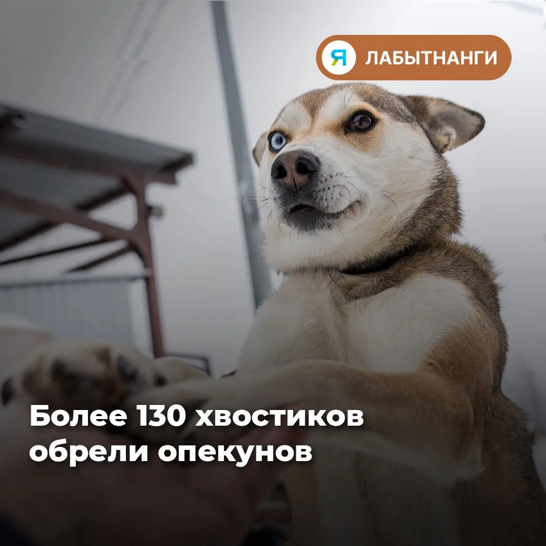 🐾 Не можете взять питомца домой? Можно стать его опекуном!