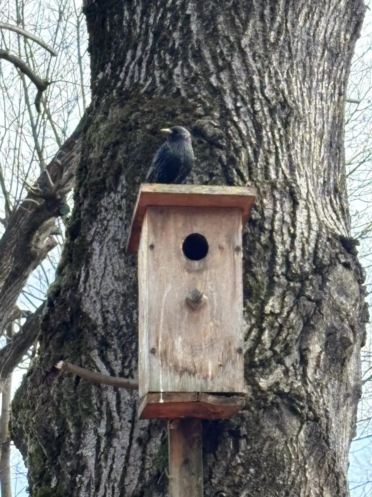 🌸🌿🐦🌿🌸 🐦🌿🌸🐦🌿🌸