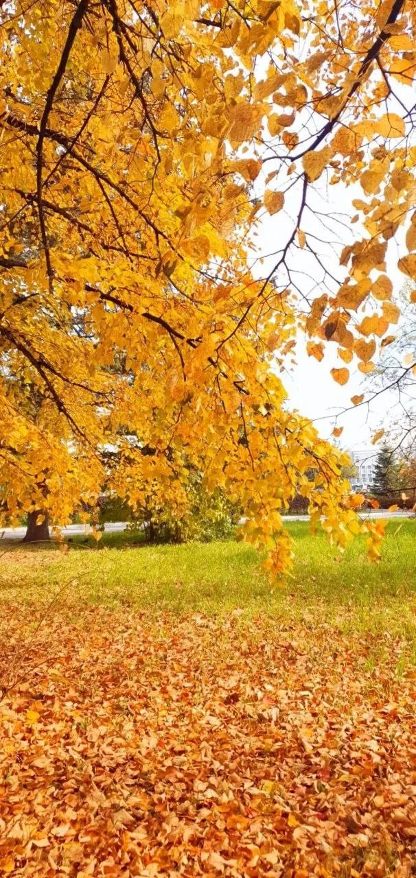 🍁Осенние краски от подписчиков