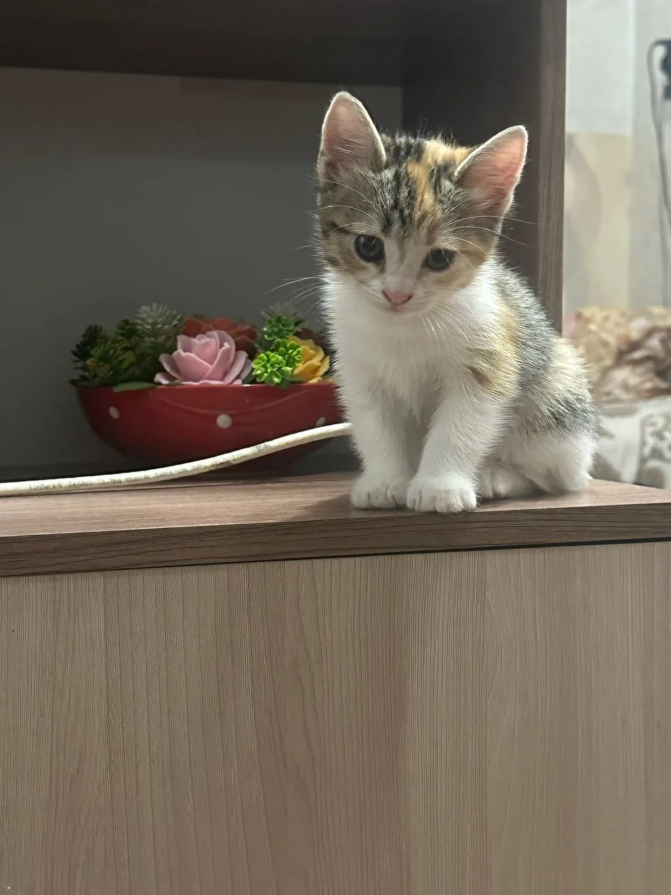 Пропал котёнок Настя