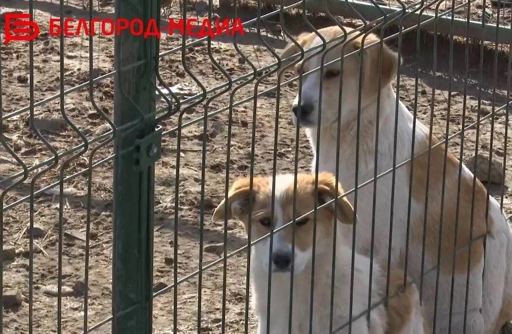 🐾 17 октября в Белгороде пройдёт выставка-раздача собак «Пойдём домой»