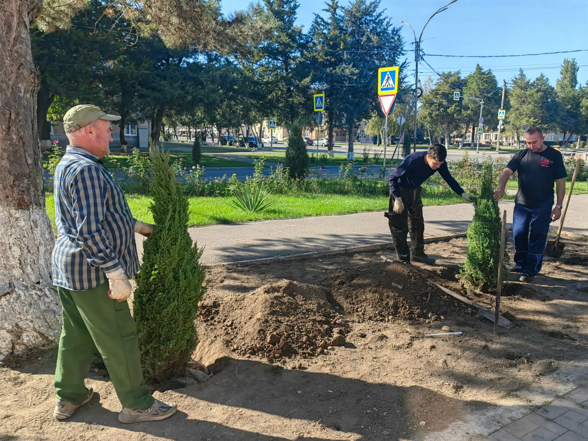 Меняем облик станицы: в Курской высадили десятки хвойников