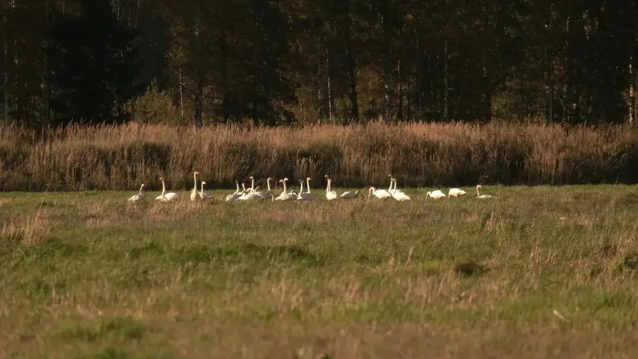 🦢 Стая лебедей остановилась на отдых в Ленобласти