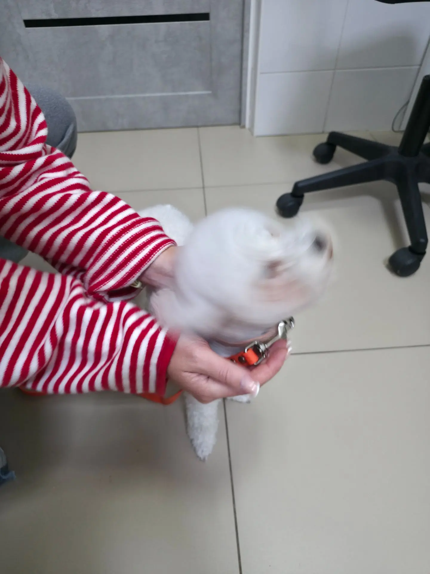 Когда уши чешутся так сильно, что даже сфотографировать невозможно! 🐶
