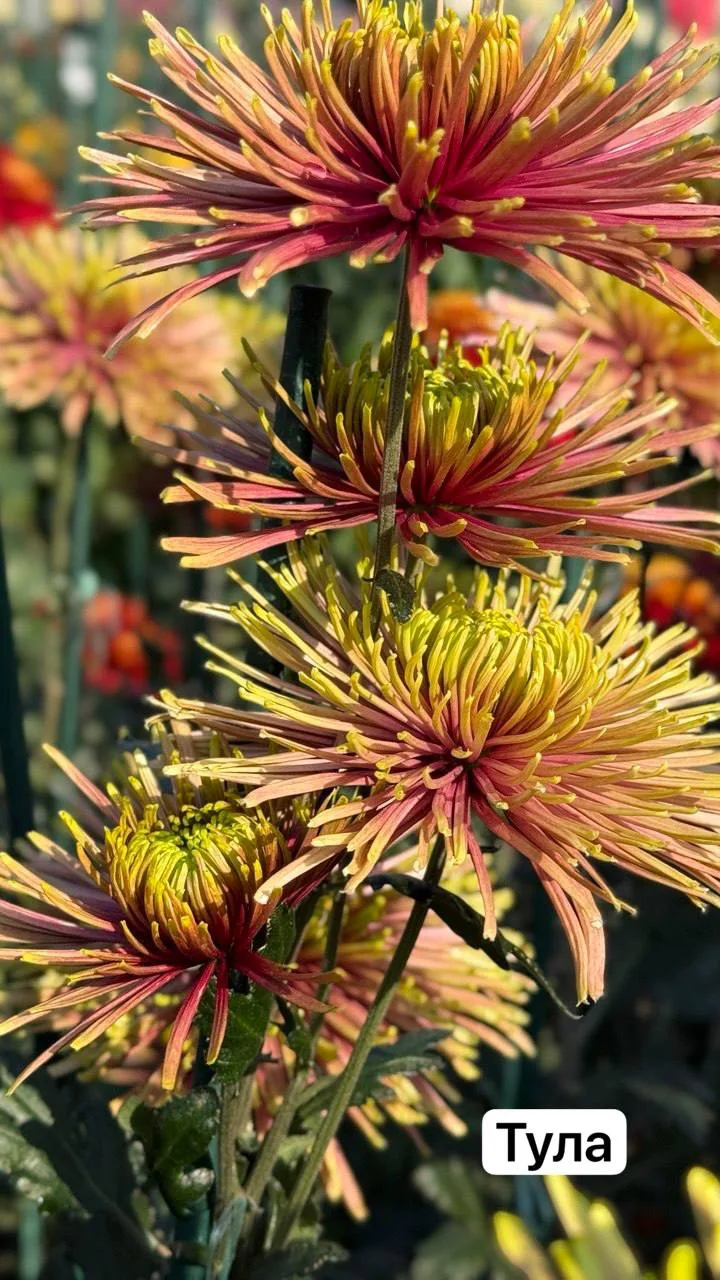 🌼🌿 Добрый вечер всем!