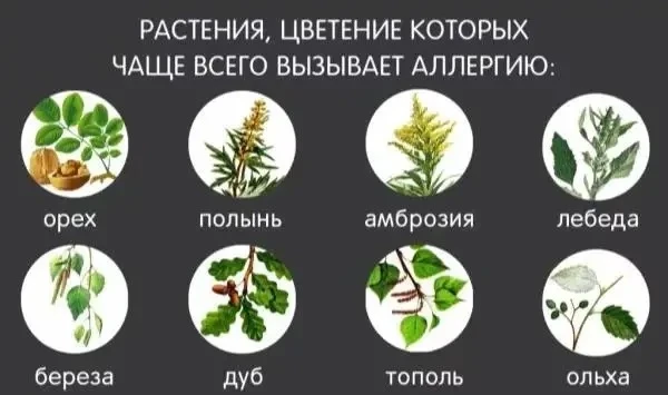 🌿 В Москве завершился сезон цветения трав-аллергенов