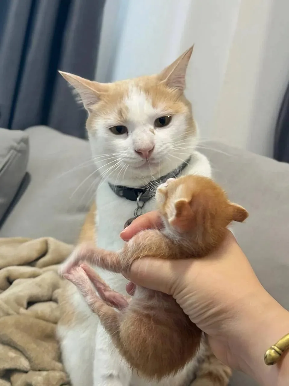 🐱Бате впервые показали его детей, и он как-то уже не особо рад быть родителем