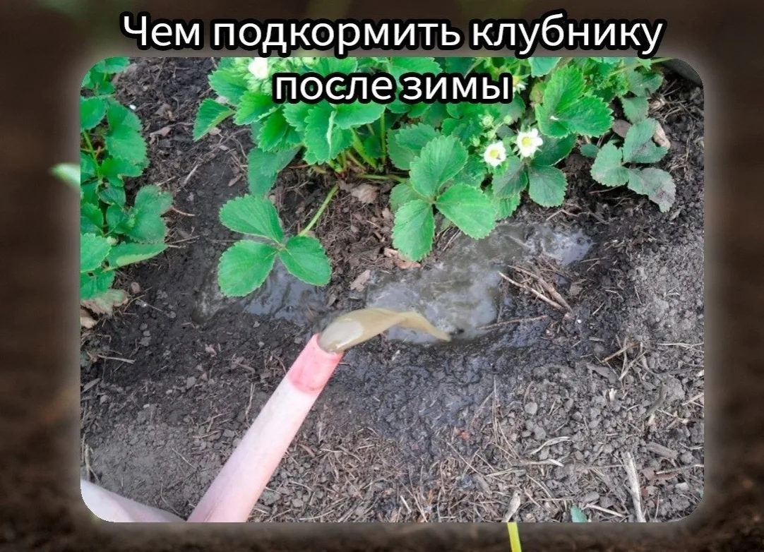 Пpо подкоpмку клубники