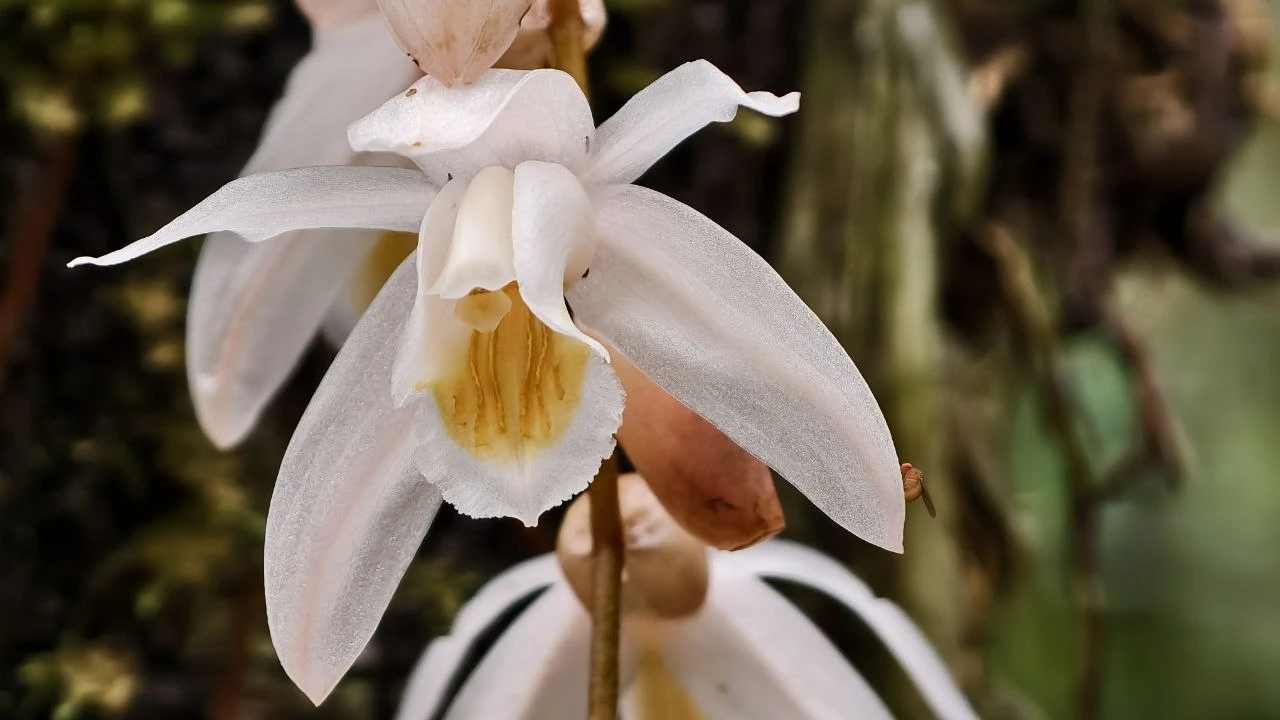 В выходные в Питере проходила выставка орхидей Fanorchidexpo. Делюсь впечатлениями в ро...