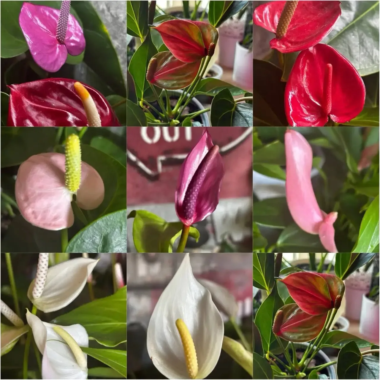 🌸Антуриум в ассортименте. Белореченск. Есть как взрослые, так и молодые растения.