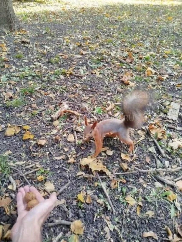 🐿️ Белки вновь появились в Быхановом саду