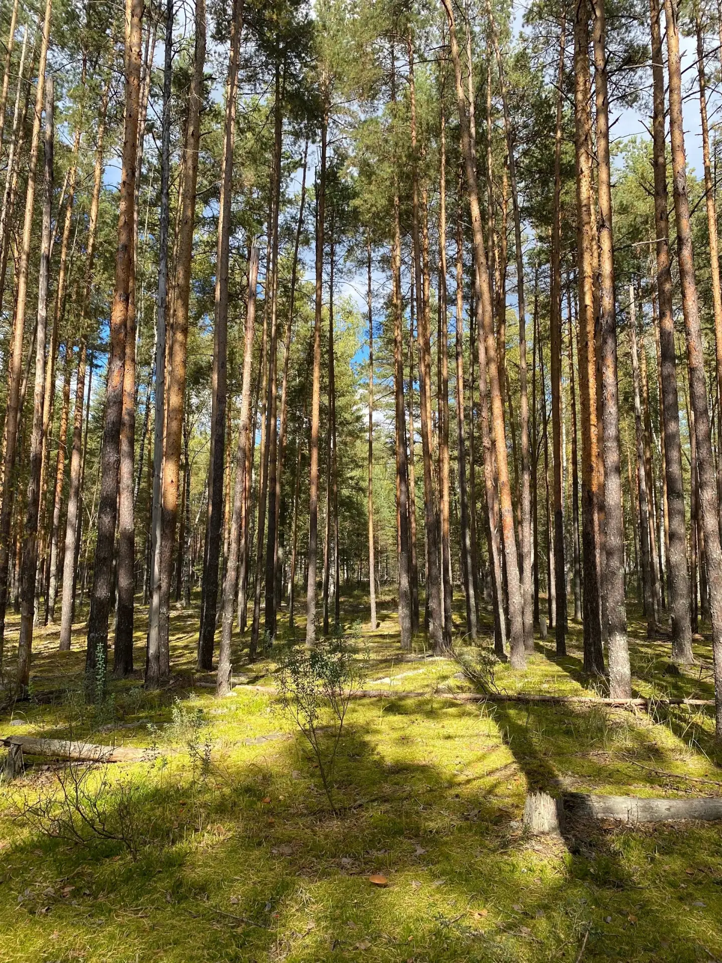 Южский район