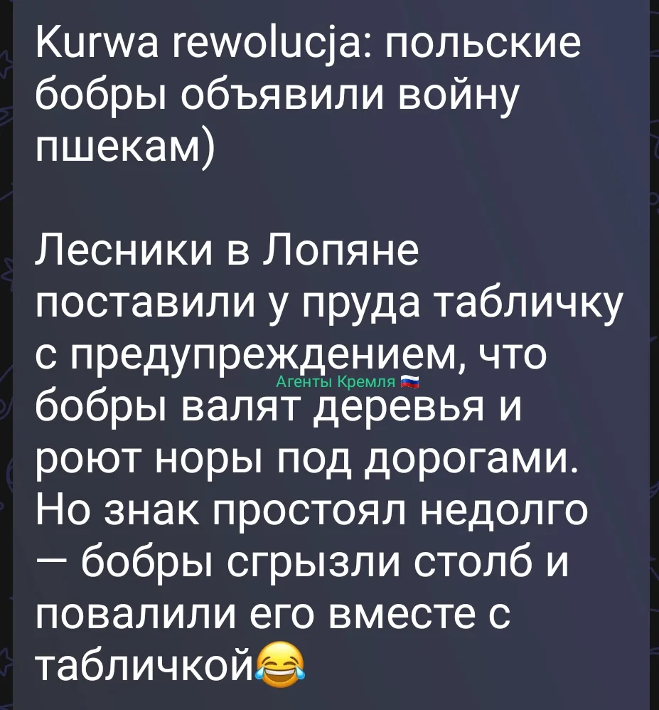 Бобры-диверсанты. 😂
