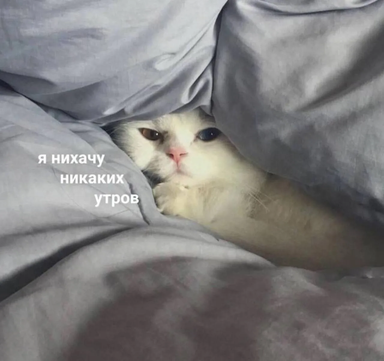 МЕМАСНАЯ
