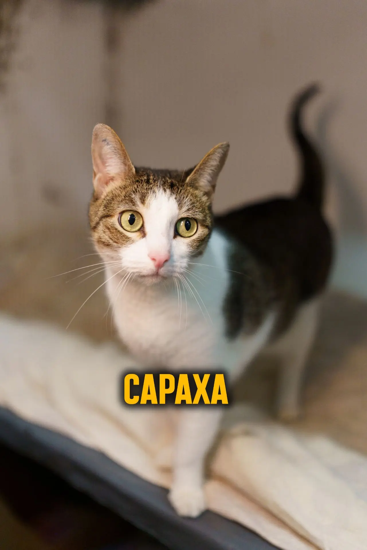 Сараха 💛