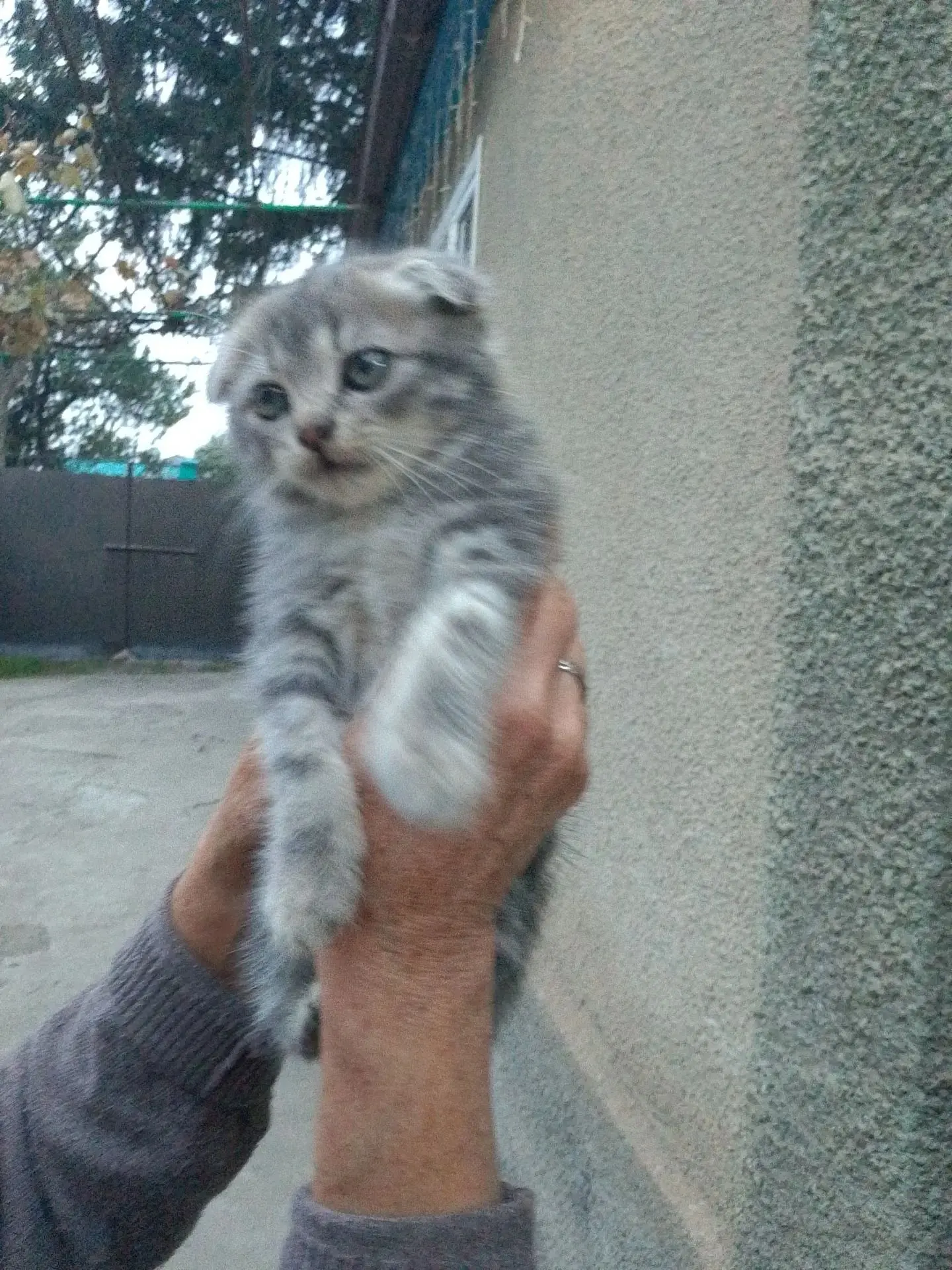 Котята ищут добрых, заботливых хозяев! Бесплатно!!! Обращаться по тел. 8-964-330-07-15 ...