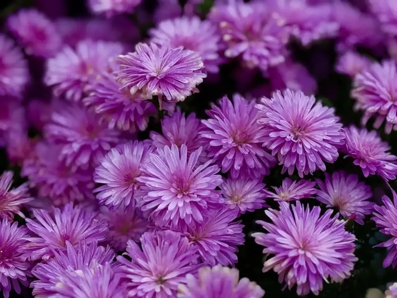 🌸** На Советской площади — осеннее настроение 🍁