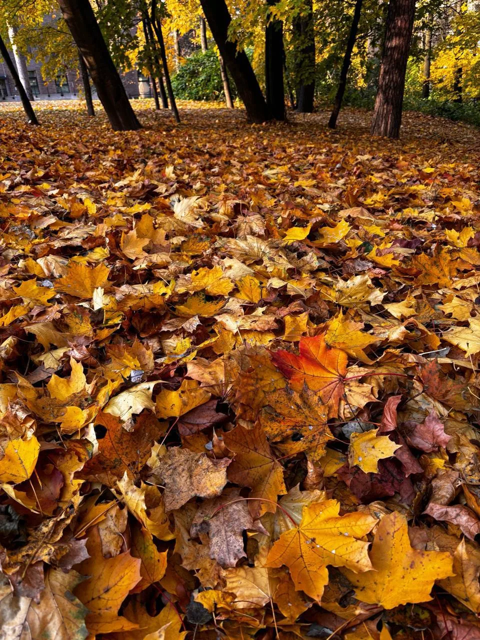 Осень завораживает золотом листвы 🍁🧡